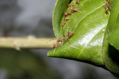Doğa bahçesindeki yeşil yapraklı kırmızı karıncayı kapat.