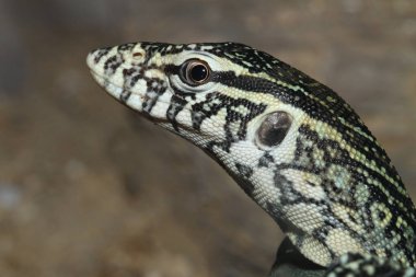 Monitörde sürüngen bir hayvan var.