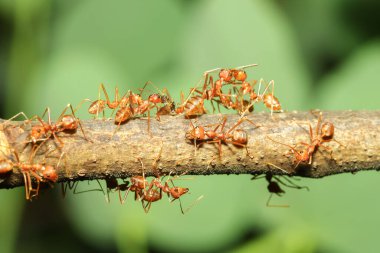 Tayland 'da kırmızı karıncayı ağaç dalına yakın tutun.