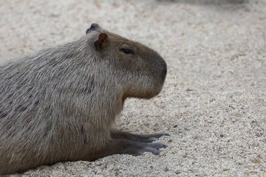 Kapinara en büyük sıçan ve en sevimli hayvandır.