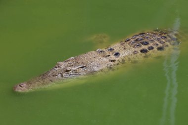Koca kafalı timsah nehri boyladı.