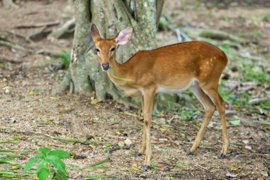 The female deer in garden at thailand