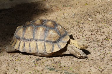 Tayland 'daki bahçede Sulcata kaplumbağası.