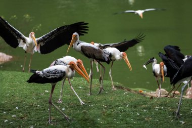 Bahçedeki Boyalı Leylek Kuşu (Mycteria leucocephala)
