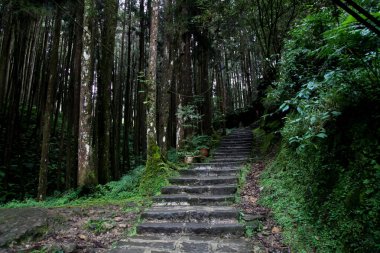 Tayvan 'daki Alishan Milli Parkı' nda yürüyüş yolu..