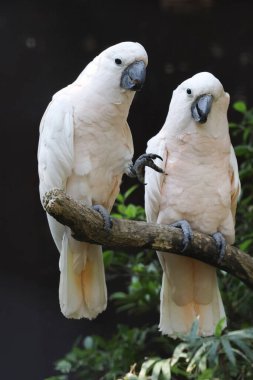 Couple moluccan cockatoo bird is love and eatting in garden