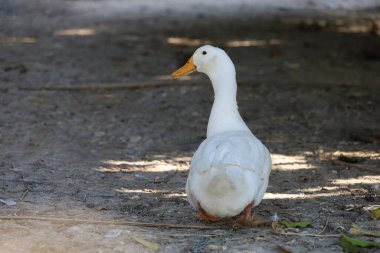 Yazın Tayland 'da beyaz ördek