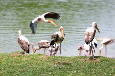 Bahçedeki Boyalı Leylek Kuşu (Mycteria leucocephala)