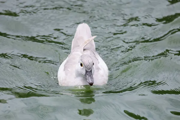 Small White Duck Swimming Rest River — Stockfoto