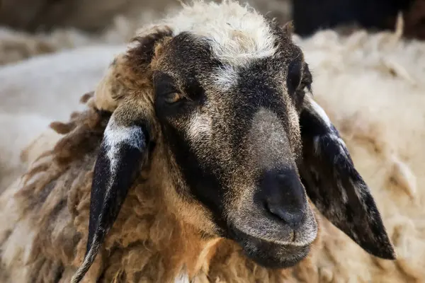 Kapat başını bebek koyun dinleniyor. 