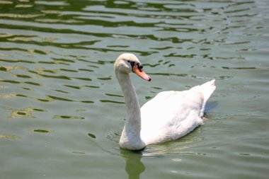 Beyaz kuğu nehirde sevimlidir.