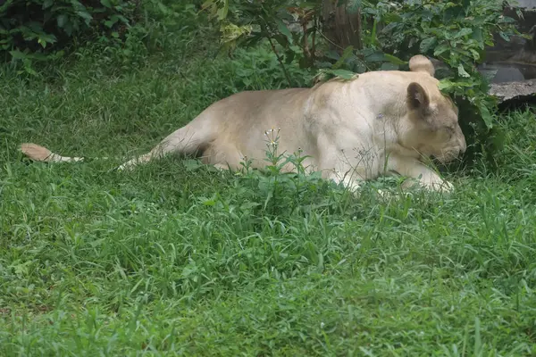 Female White Lion Stay Garden — Stock fotografie