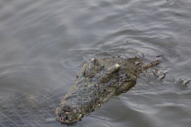 Tuz timsahı nehrin dibini boyluyor.