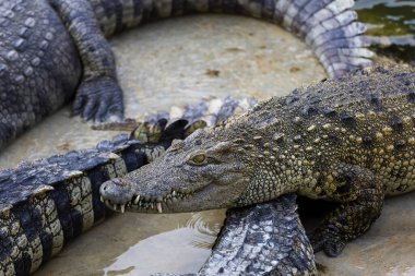 Bahçedeki timsahı kapat. 