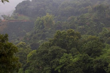 Ormandaki sis, Tayland 'daki dağın tepesindeki ağaçta.
