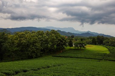 Tayland 'daki güzel çay tarlası manzarası