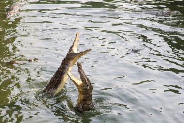 Tuz timsahını kapatın ve nehre atlayın.