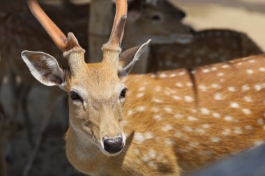 Kapatın kafanızı bahçede dişi geyik 