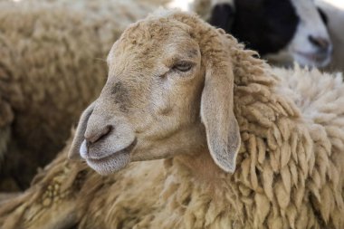 Yavru koyun dinleniyor.