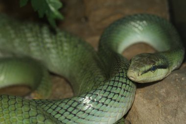 The red tailed rat snake is rest in garden  clipart
