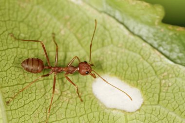 Kırmızı karınca doğada kalır yeşil yaprak