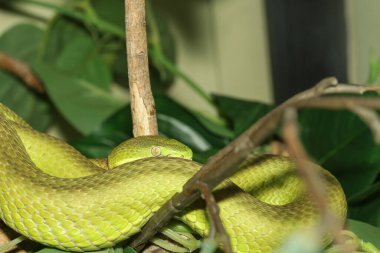 Tayland 'daki bahçede yeşil çıngıraklı yılan var.