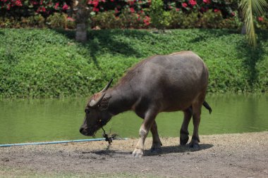 Bufalo Tayland 'daki kanalın yakınındaki doğa bahçesinde kalıyor.