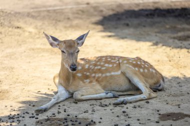 Dişi geyik dinleniyor ve bahçede uyuyor. 