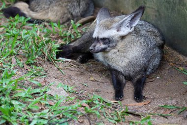 Kapat yüzünü yarasa kulaklı tilki