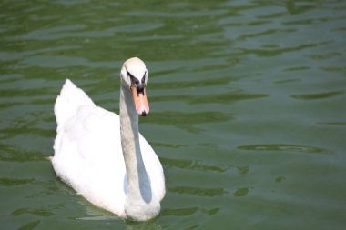 Beyaz kuğu nehirde sevimlidir.