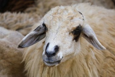 Yavru koyun dinleniyor.