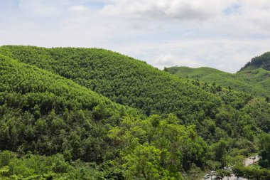 Banahill teleferiğinden önceki ağaç dağı manzarası