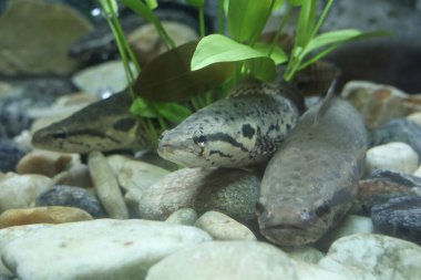 Close up head the snakehead fish