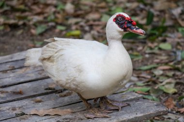 Beyaz ördek çiftlikte dinleniyor.