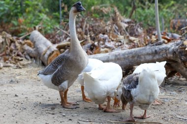 Beyaz kaz Tayland 'da bahçede yemek yiyor.