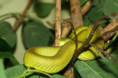 Close up green pit viper snake in the garden at thailand clipart