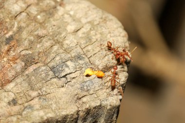 Tayland 'daki doğa arka planındaki ağaçtaki kırmızı karıncayı kapat