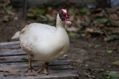 Beyaz ördek çiftlikte dinleniyor.