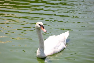 Beyaz kuğu nehirde sevimlidir.