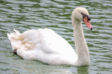 Nehirdeki güzel beyaz kazımızı kapatın