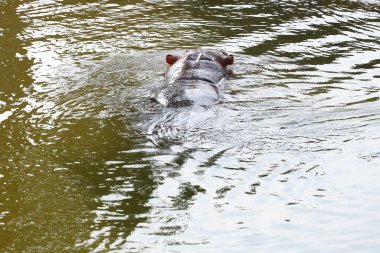 Su aygırı nehirde yüzer ve dinlenir. 