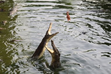 Tuz timsahını kapatın ve nehre atlayın.