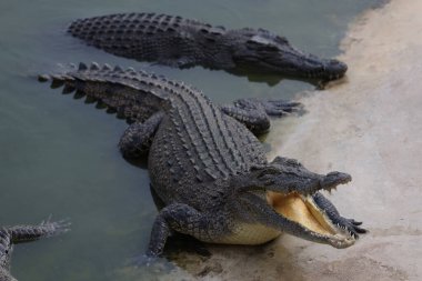 Tuz timsahı nehrin dibini boyluyor.
