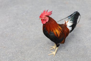 Dövüşen horoz bahçedeki güzel tavuktur.