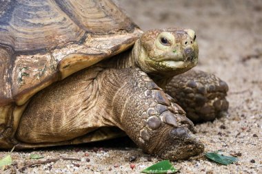 Tayland 'daki bahçede Sulcata kaplumbağası.