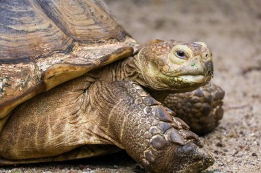 Tayland 'daki bahçede Sulcata kaplumbağasının başını kapat.