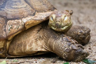 Tayland 'daki bahçede Sulcata kaplumbağasının başını kapat.
