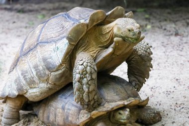 Tayland 'daki bahçede Sulcata kaplumbağası.