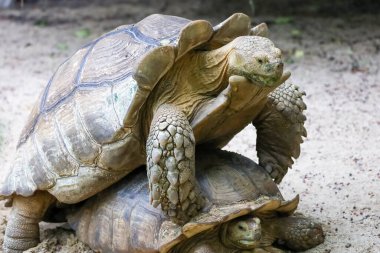 Tayland 'daki bahçede Sulcata kaplumbağası.