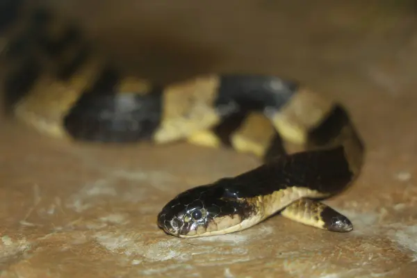 Krait yılanı zehirli ve tehlikelidir. 